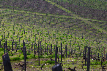 UNESCO World Heritage, the beautiful endless lines of Douro Valley Vineyards, in Vila Nova de Foz...