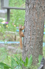 squirrel on tree