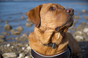 Fuchsroter reinrassiger Labrador Retriever beim Apportieren am See