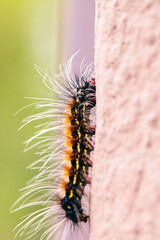Gonometa postica
