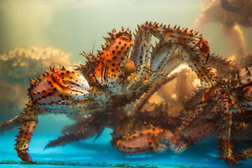 Taraba king crab in tank, Hakodate Hokkaido Japan.
