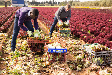 Male workers harvesting lettuce on the field and put in boxes