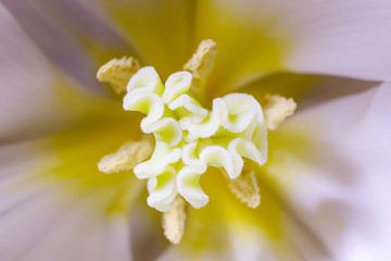 Stamens and pestle. Tulip close-up. Detailed macro photo. The concept of a holiday, celebration, women's day, spring.