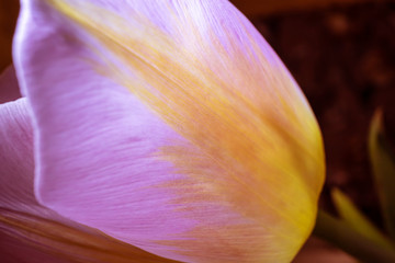 Petals of a white-yellow-pink tulip on a dark background. Macro photo. The concept of a holiday, celebration, women's day, spring. Background natural image, suitable for banner, postcard. Copyspace.