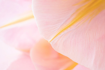 Petals of a pink tulip on a pink background. Macro photo. The concept of a holiday, celebration, women's day, spring. Background natural image, suitable for banner, postcard. Copyspace.