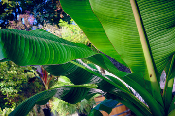 Large bright tropical leaves