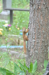 Red Squirrel Climbing Tree in a Peaceful Cemetery Setting