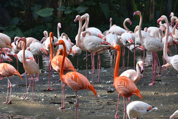 A group of pink Flamingos