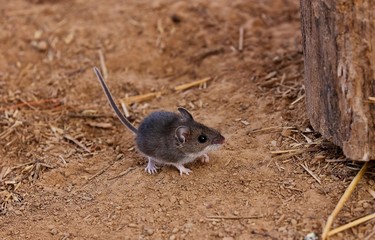 The deer mouse(Peromyscus maniculatus) is rodent, common most species often called the North American deermouse. - obrazy, fototapety, plakaty