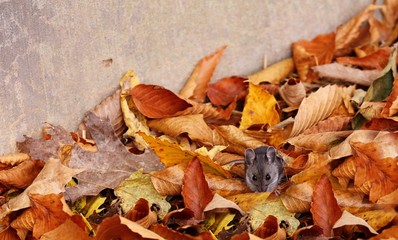 The deer mouse(Peromyscus maniculatus) is rodent, common most species often called the North American deermouse.