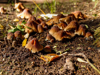 hongos en parque japonés