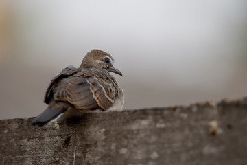 Zebra Dove bird is sitting on wooden fence alone.