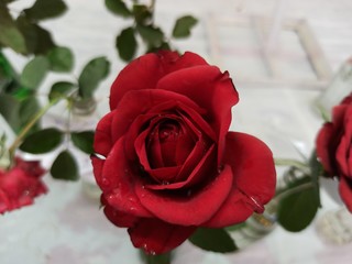 red rose on white background