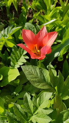 Red flower in the garden. Pink red tulip flower with opened petals closeup on green foliage background. Springtime blooming season. Contrast colors floral backdrop.