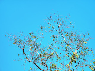Low Angle View of Tree with a Few Leaves Against Blue Sky
