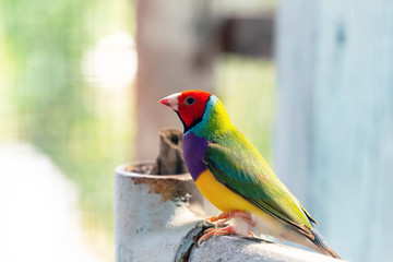 Beautiful multi colored Gouldian finch bird