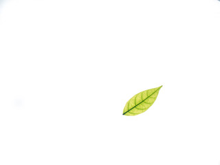 Green leaf on isolated background
