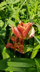Red tulip in the garden. Luxuriant bright orange color tulip flowers closeup among blurry blades of fresh green grasses. Colorful floral backdrop. Spring blooming season. Dutch variety of tulips