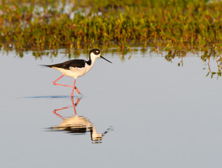 Black-necked Stilt with Reflection Foraging on the Lagoon