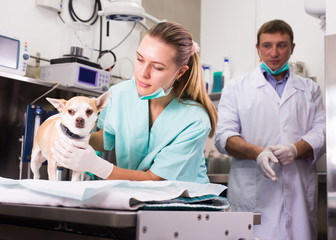Dog on the operating table in a veterinary clinic