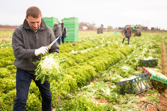 Workman cutting frisee lettuce on farm field