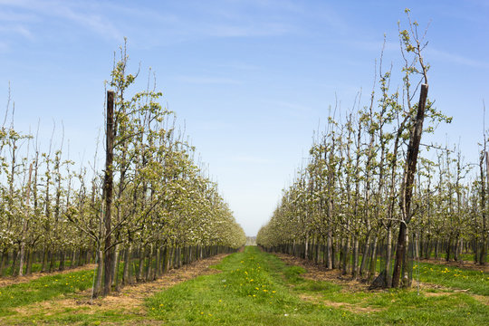 Blooming young fruit orchard during early spring in Haspengouw (Borgloon, Limburg, Belgium)