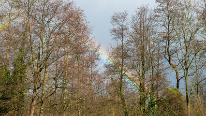 Fototapeta premium rainbow behind the trees in a forest