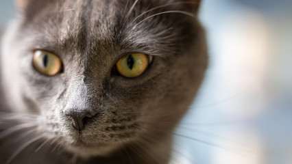 nose of a gray kitten