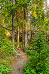 Fototapeta premium Beautiful Mountain Trail. Manning Park in British Columbia. Canada.
