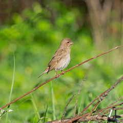 The common rosefinch (Carpodacus erythrinus) or scarlet rosefinch is the most widespread and common rosefinch of Asia and Europe. Common rosefinch (Carpodacus erythrinus) male singing on bush. 