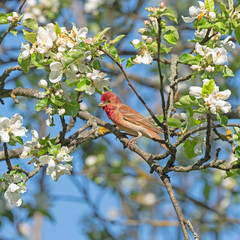 The common rosefinch (Carpodacus erythrinus) or scarlet rosefinch is the most widespread and common rosefinch of Asia and Europe. Common rosefinch (Carpodacus erythrinus) male singing on bush. 