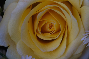 Twirling of yellow rose petal