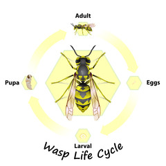 Wasp Life Cycle vector for agriculture,education,Science,Graphic design,Artwork.