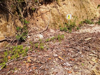 road sign in the forest