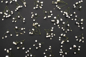 Gypsophila flowers on a black flat lay abstract background.