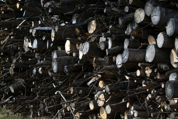 fresh cutted wood, messy arrenged