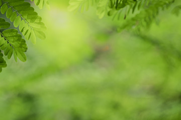 Closeup beautiful view of nature green leaves on blurred greenery tree background with sunlight in public garden park. It is landscape ecology and copy space for wallpaper and backdrop.