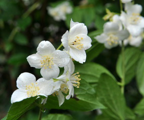 Obraz na płótnie Canvas Jasmine blooms in the garden