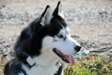 close-up shot of husky dog blue and brown eyes
