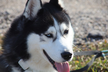 close-up shot of husky dog blue and brown eyes