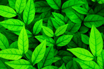 Top view young plant, Full frame green leaves for background.