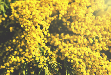 Beautiful bouquet of yellow mimosa flowers close up. Spring colorful background.