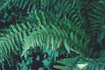 Fresh green fern leves with water drops as a beautiful nature background