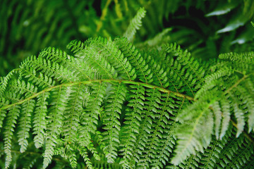 Fototapeta na wymiar Fresh green fern leves with water drops as a beautiful nature background