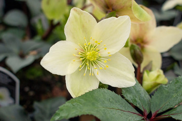 Lenten Roses