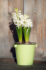 white hyacinth in a pot with wood background