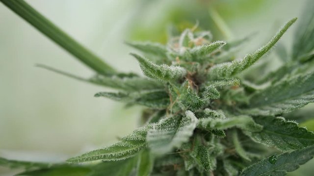 Hemp (cannabis) bud HD VIDEO. Ripe blooming female marijuana flower and leafs growing in homemade garden. Shallow depth of field and blurred background. Illuminated by sunlight. Close-up.