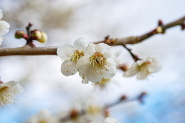 早春の白梅の花開花、宝塚の梅林より