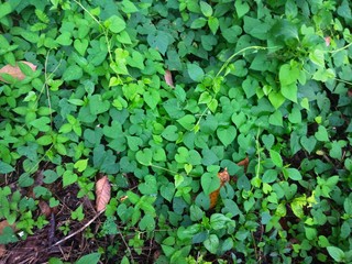 background of green leaves