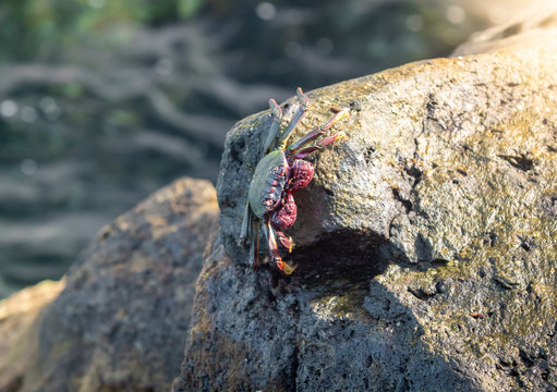 Closeup image of big crab sitting on the cliff at ocean